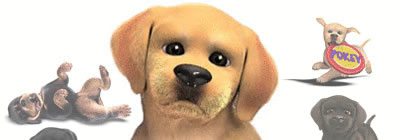 Pokey : Nintendogs su Facebook ?